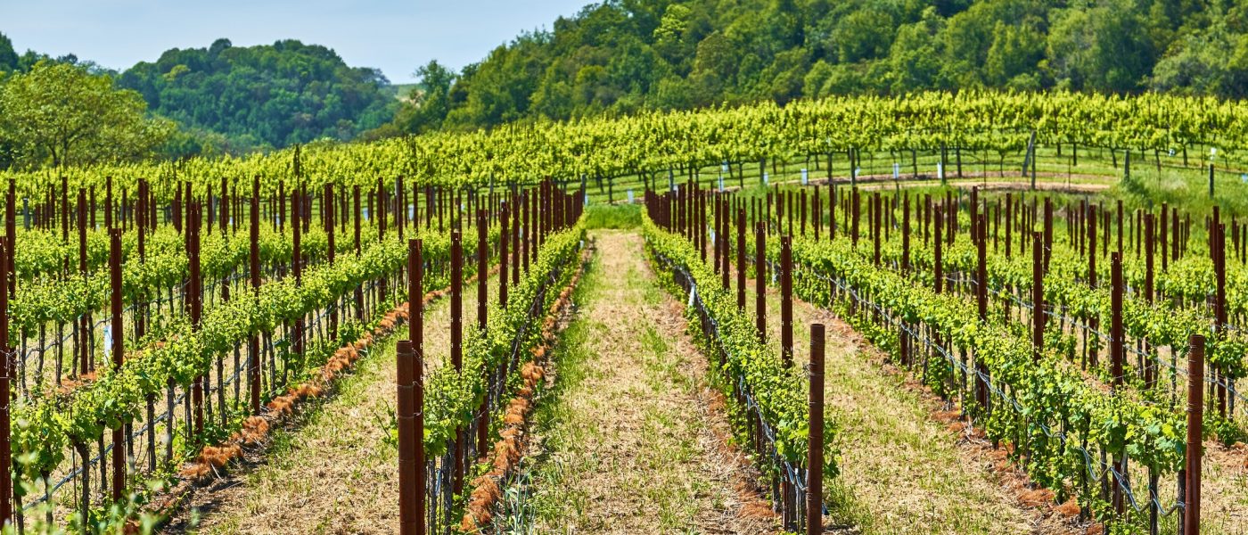 vineyards-in-california-usa-1.jpg